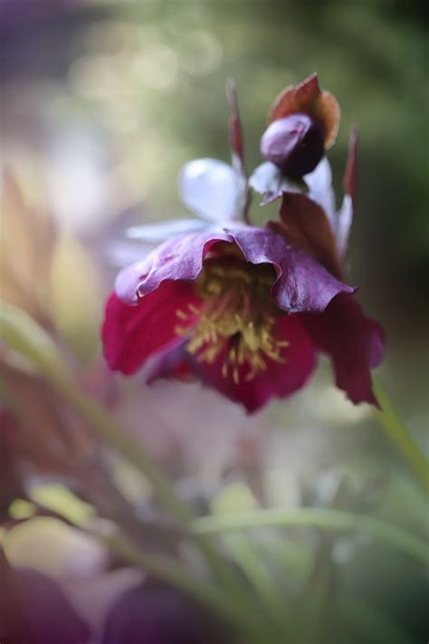 Hellebore Flower Plant - Free photo on Pixabay