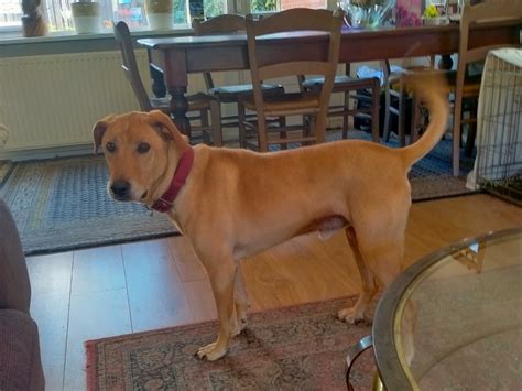 Cas - Stichting SOS Dogs Nederland