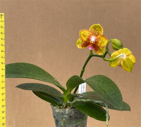 Phalaenopsis Tong Yi Yu Shiou - Plantae Orchids and Rare Plants