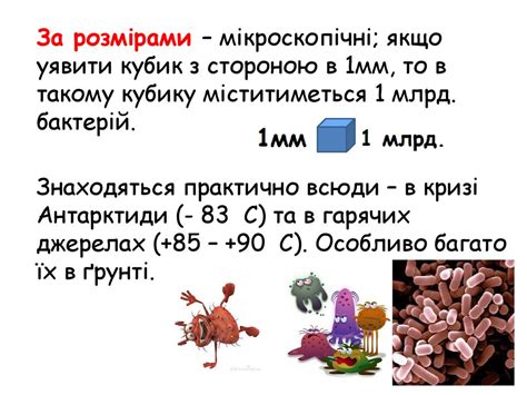 Бактерії - презентация онлайн