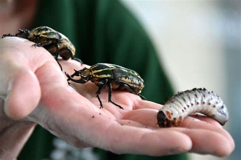 Magnificent Flower Beetle Larvae Editorial Stock Photo - Stock Image ...