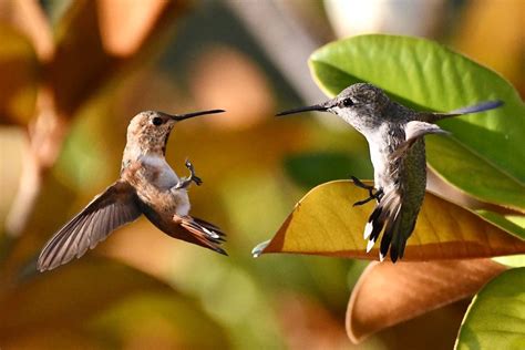 Do Fighting Hummingbirds Ever Hurt Each Other? - Birds and Blooms