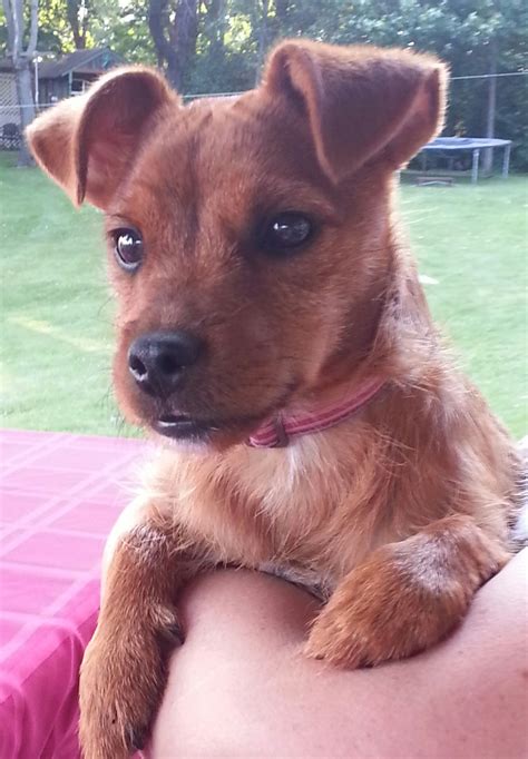 Yorkie And Jack Russell at Dollie Guth blog