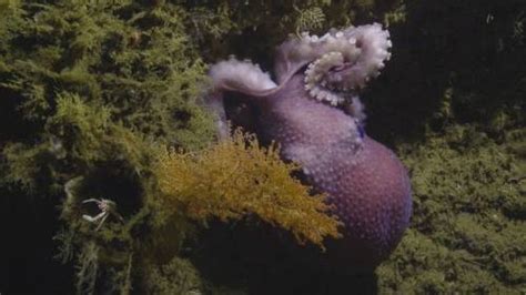 The deep sea octopus, Graneledone boreopacifica is... - Rhamphotheca
