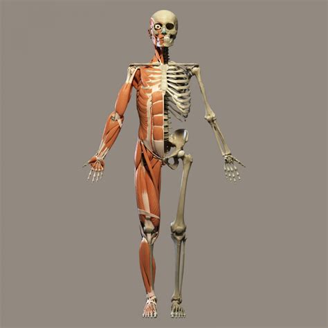 Human Anatomy Free Stock Photo - Public Domain Pictures