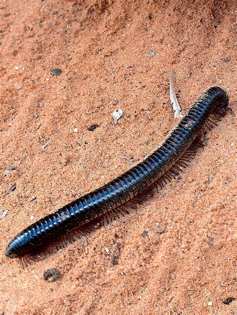 Giant African Millipede – Cosley Zoo