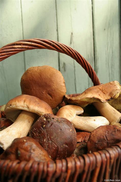Cèpe, le roi des sous-bois - Régal