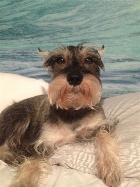 Aww how can you not love this sweet and adorable little mini schnauzer ...