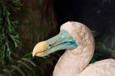 Why Exactly Did the Dodo Disappear? - My Animals