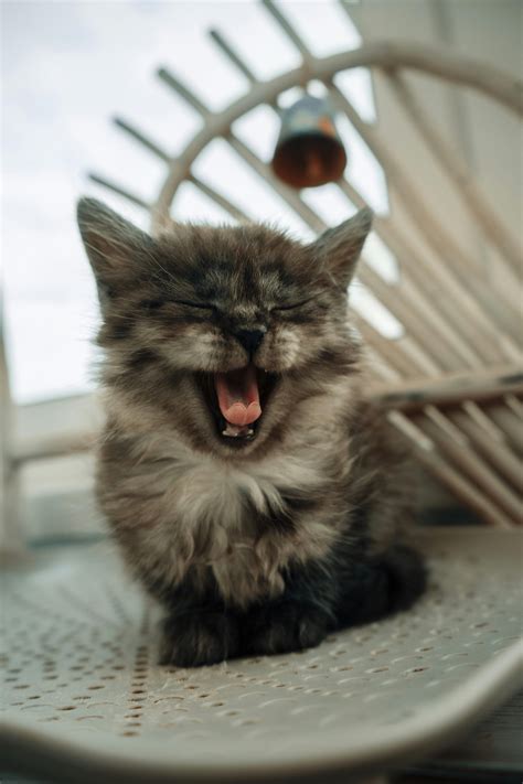 Yawning Kitten Cute