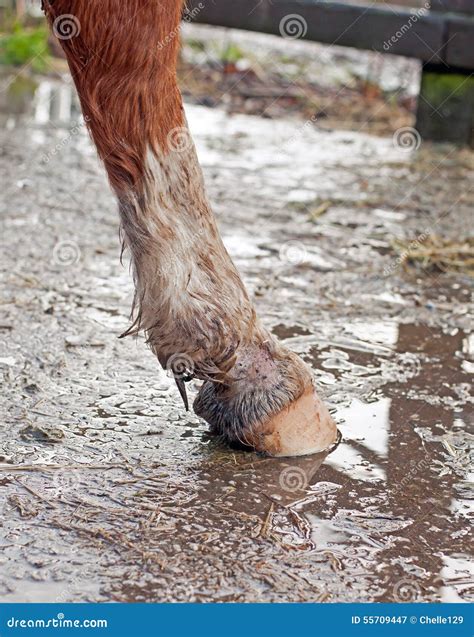 Mud fever/Rain scald stock image. Image of fetlock, hair - 55709447
