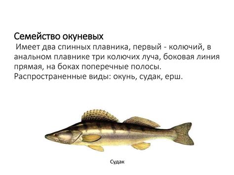 Классификация и характеристика основных семейств рыб - презентация онлайн
