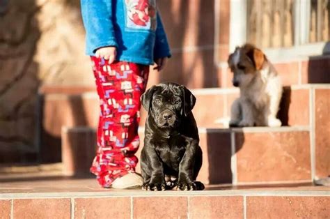 Boerboel puppy