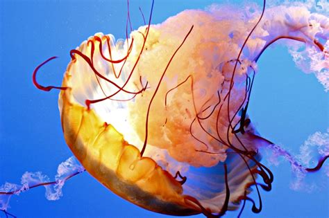 Jellyfish in the Ripley's Aquarium | Ripley aquarium, Ripley, Aquarium