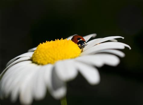ladybug wallpaper ladybug images pixabay