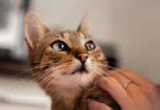 tips  put     cat chewing electrical wires