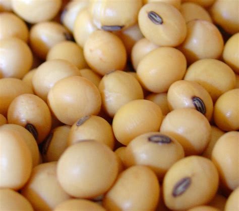 soybean seed   price  indore  swastik enterprises id
