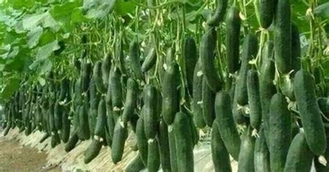 краставици в градината