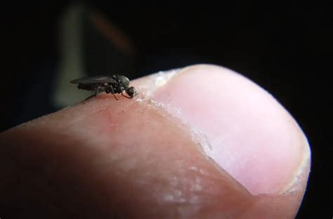 Mosca-Da-Areia: Características, Como Evitar, Habitat e Fotos | Mundo ...