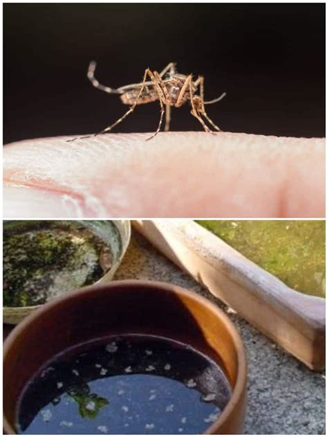 Dengue In Karnataka: 7 Ways To Prevent Mosquito Breeding At Home