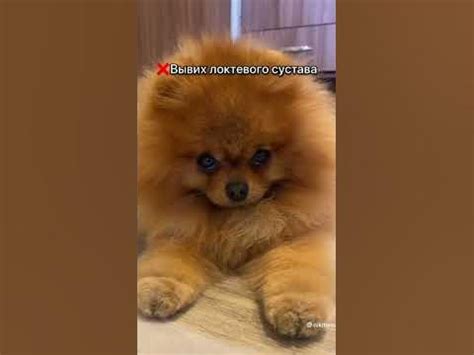 Возможные проблемы со здоровьем у шпицев #шпиц - YouTube
