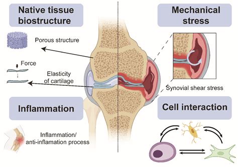 Controlling Microenvironments with Organs-on-Chips for Osteoarthritis