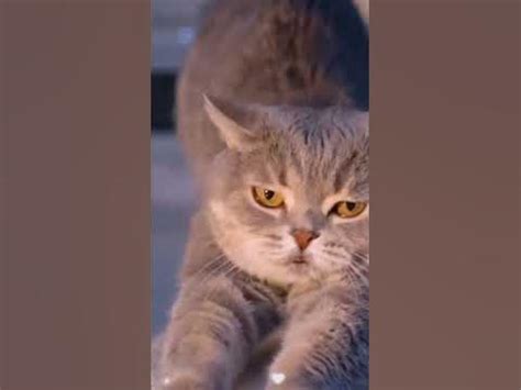 Счастливый кот демонстрирует свою любовь к хозяину: точит когти🐈 ️# ...