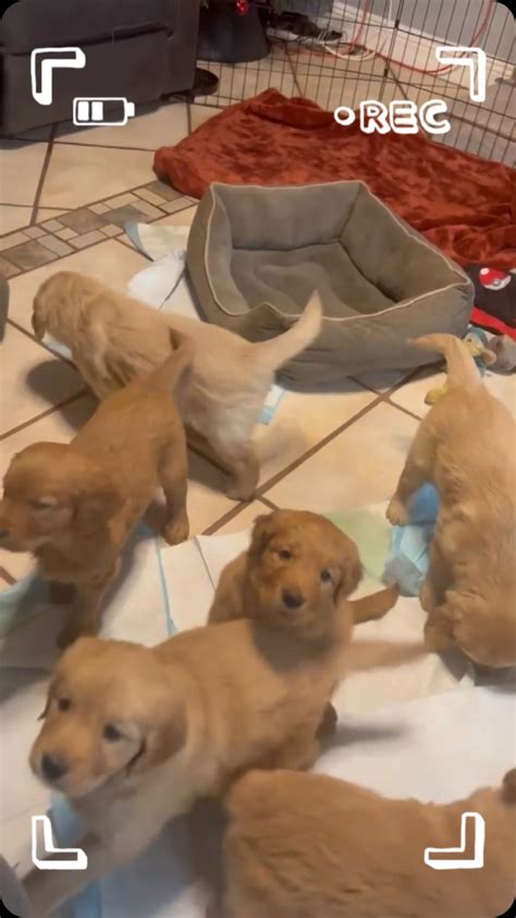 santaanagoldens • Instagram photos and videos