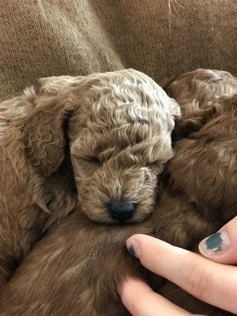 Cute puppy sleeping 😴🥰 | Sleeping puppies, Cute puppies, Puppies