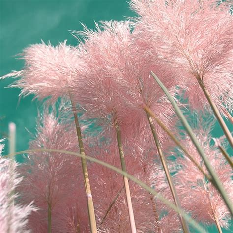 Cortaderia 'Rose Plume' (3L pot) - Ardcarne Garden Centre | Roscommon ...