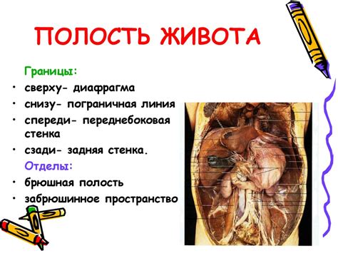 Топографическая анатомия и операции на желудке - презентация онлайн