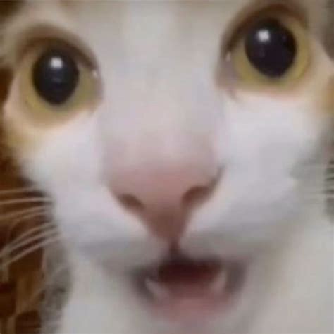 flabbergasted   cat memes cute cat memes funny  cats