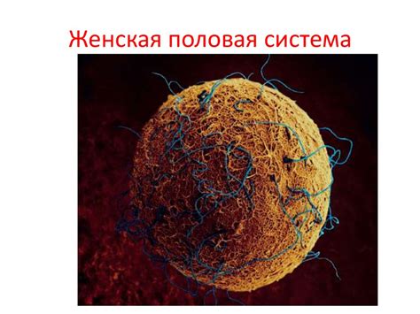 Размножение и развитие человека - презентация онлайн