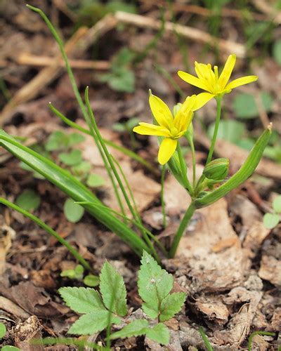 Genus Gagea · iNaturalist.org