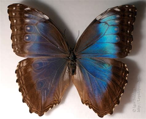 Photo #14649: Morpho peleides