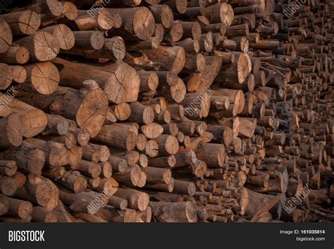 Stack Mangrove Wood Image & Photo (Free Trial) | Bigstock