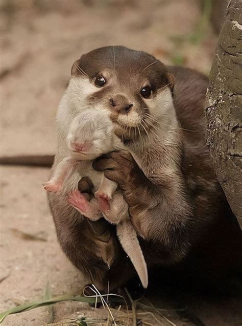 Baby Sea Otter Holding Hands