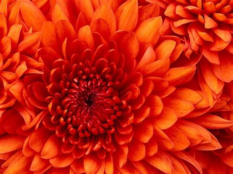 Chrysanthemum Wallpapers - Wallpaper Cave