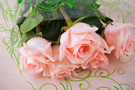 Rose Care Tips: What and When to Feed Roses Over the Summer | How To