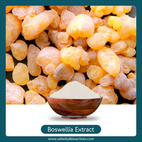 Manufacturer of Boswellia Serrata Extract I Shallaki Extract - SA ...