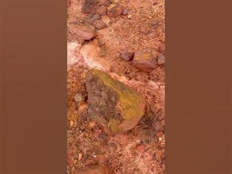 O Que Malamé Amarelo - Um malamé amarelo do deserto 🌵 - YouTube