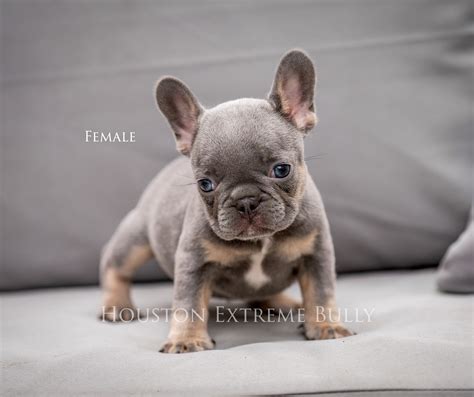 Frenchie Puppies — Houston Extreme Bully