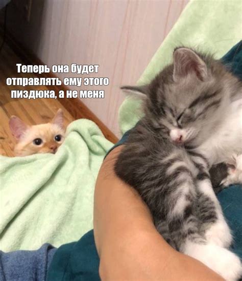 Создать мем "ласковый котенок, маленький котёнок вблизи, кошка животное ...