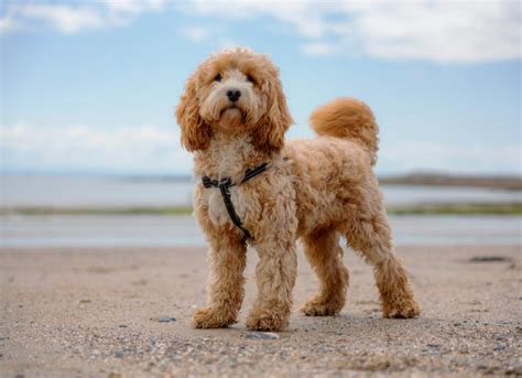 Cockapoo Dog Breed Health and Care | PetMD