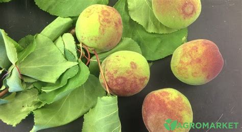 Как защитить абрикос от монилиоза | Agro-market