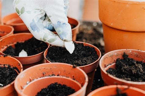 What Seeds To Soak Before Planting - PlantopiaHub - Your Ultimate