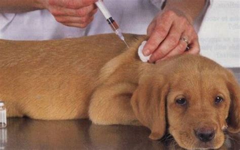 Injeção Para Cachorro Não Engravidar Depois De Cruzar - Como Aplicar Injeção Em Cachorro – EFHEC