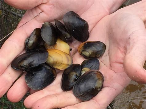freshwater mussels discovered  southwestern australia mirage news