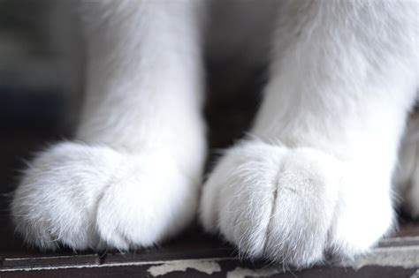 Close up of my cat's front paws : r/KittenMittens
