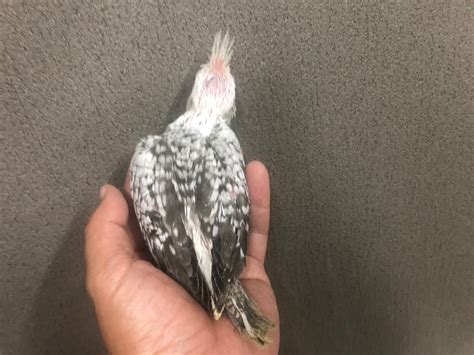 オカメインコ ホワイトフェイスパール ヒナ 手乗り | LOVEBIRDFUKUOKA（ラブバードフクオカ）-インコや小動物の販売専門店-